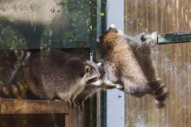 Why are raccoons so destructive? Keep Raccoons Away?
