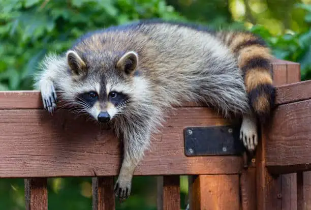 Why are raccoons so destructive?