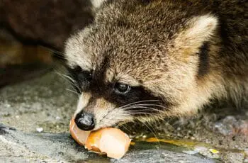 What can raccoons eat? what to do if a raccoon ingests something dangerous?