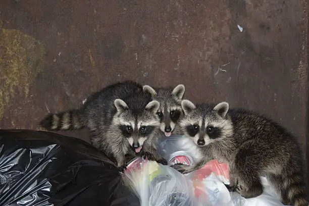 How to Keep Raccoons Away from Your House