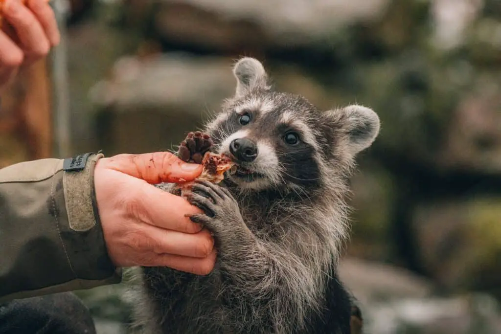 Can Raccoons be a good pet? 