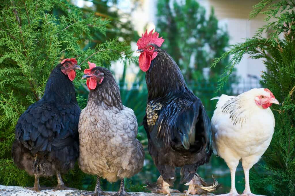 How to keep chickens out of the garden without fencing