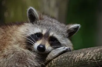 Can raccoons be a good pet?