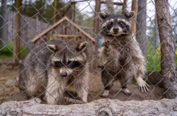 How to identify the sex of raccoons?