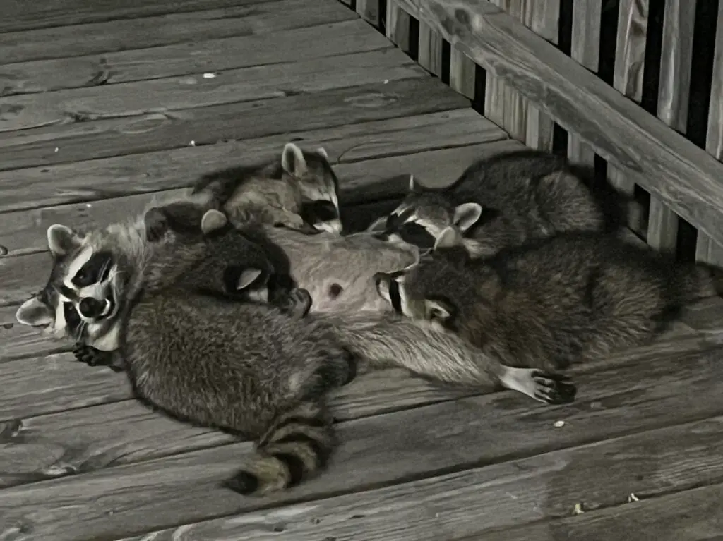 How to know a raccoon is pregnant