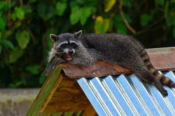 Why are raccoons so destructive?