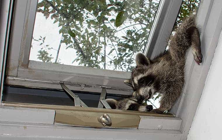 Why are raccoons so destructive?