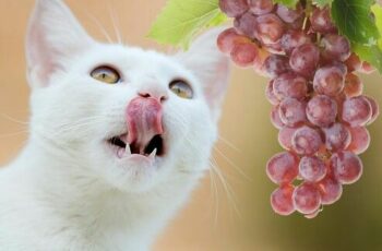 Can cats eat grapes?(+video)