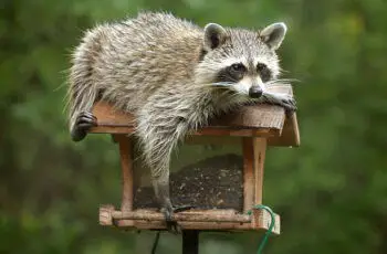Five interesting facts about raccoons
