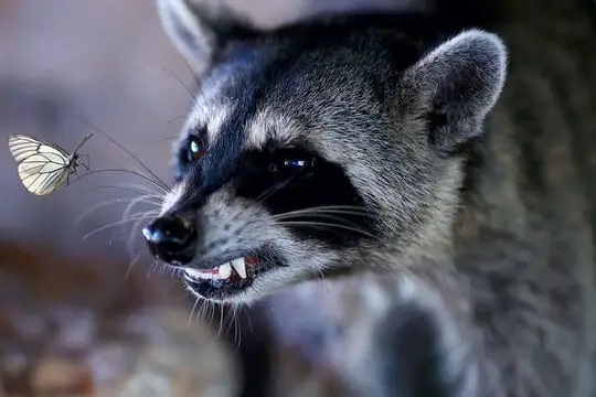Why Do raccoons attack? 