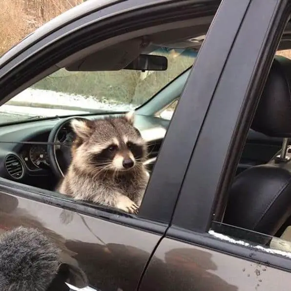 How to protect your car from raccoon attack