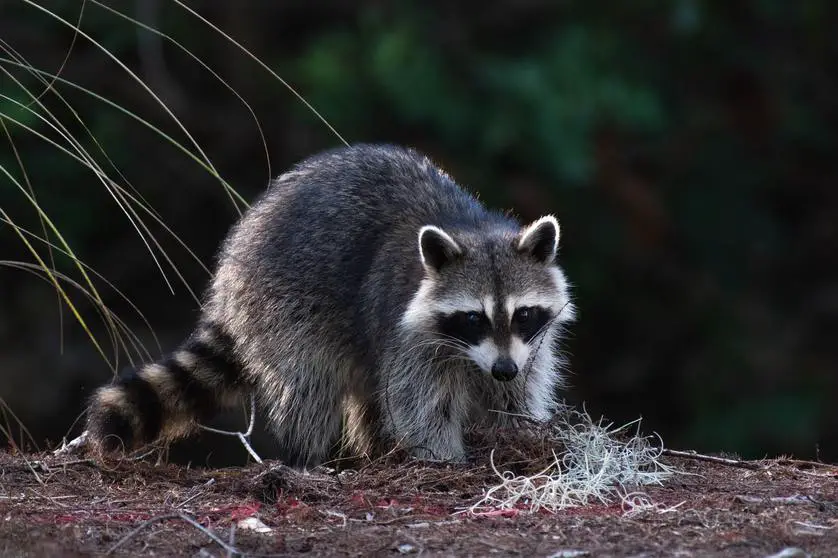 What Diseases Do Raccoons Carry?