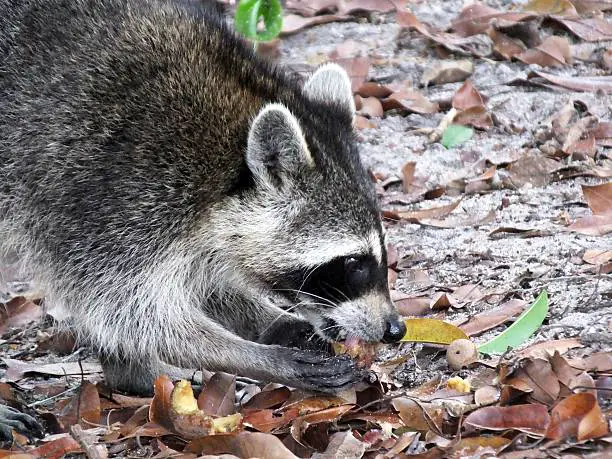 Five interesting facts about raccoons