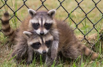What Sounds Do Raccoons Make When They Mate? (Video)