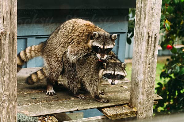 What Sounds Do Raccoons Make When They Mate?