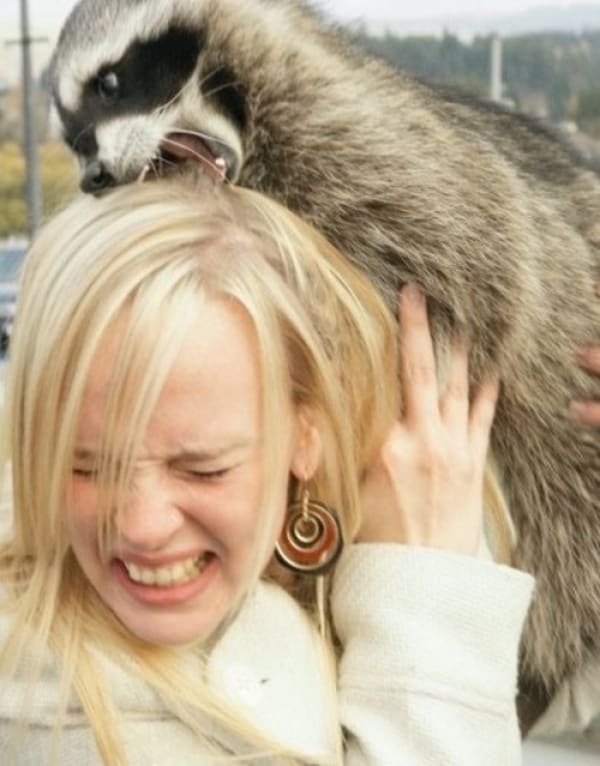 Raccoon attack 