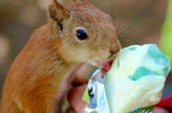 Can squirrels eat Ice cream?