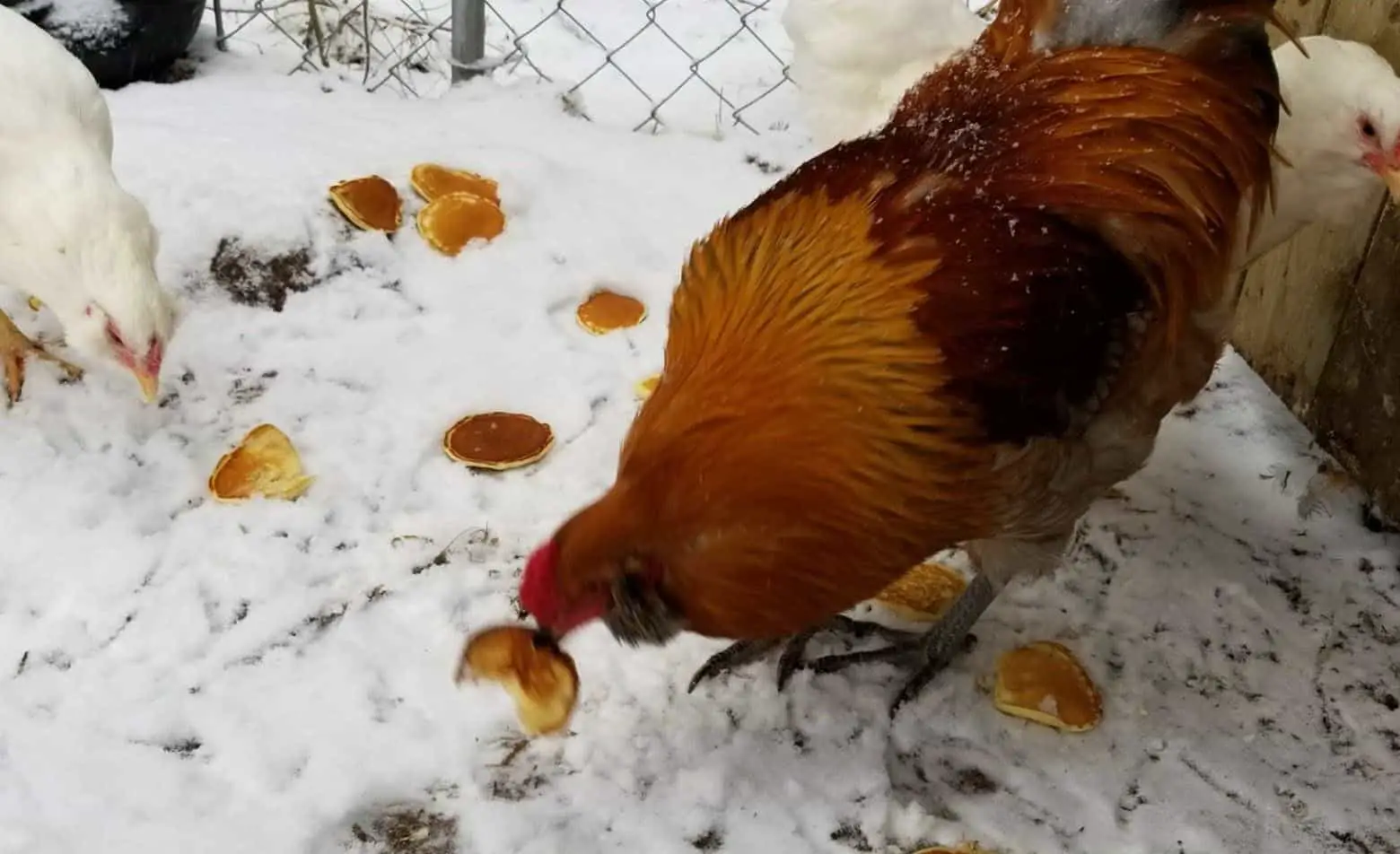 Can chickens eat pancakes?