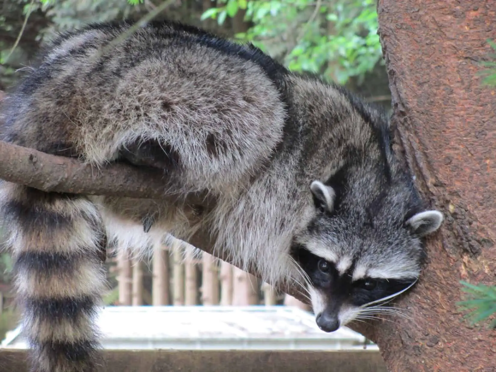 How to Safely Clean a raccoon latrine
