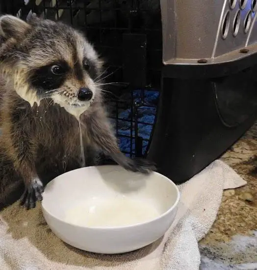 Can raccoons like dairy?