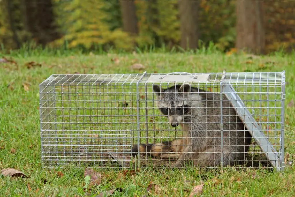 best traps for raccoons