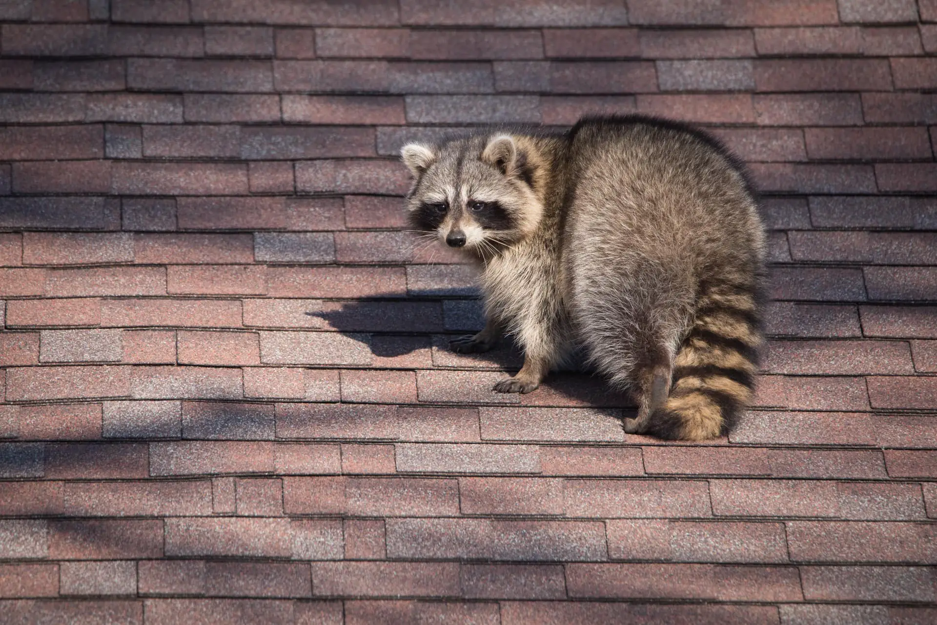 raccoons on the roof
