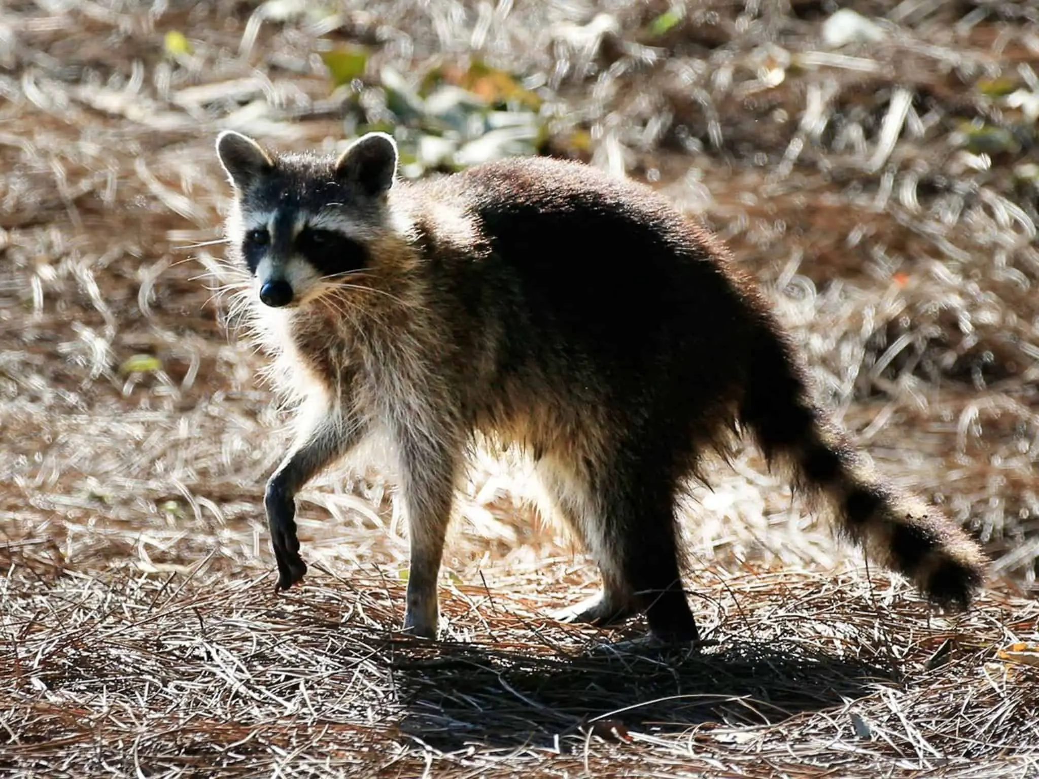 What Diseases Do Raccoons Carry? 
