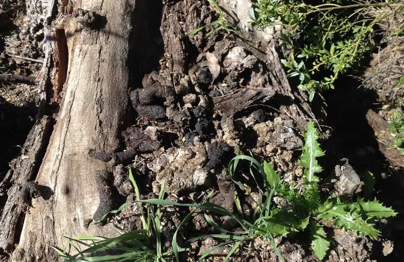 How to Safely Clean a raccoon latrine