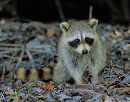 Raccoon poop cleaning 