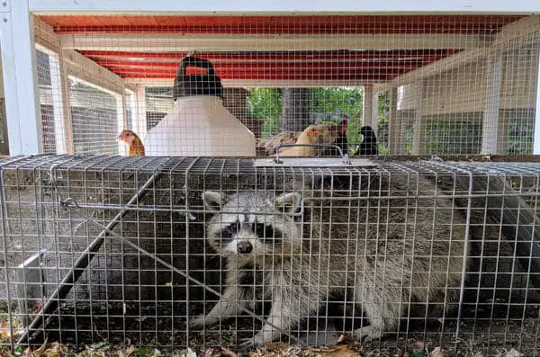 raccoons in your chicken coop