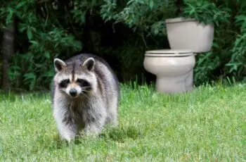 What does a raccoon’s stool look like?(+Pictures)