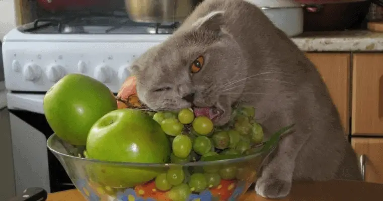 Can a cat eat grapes?