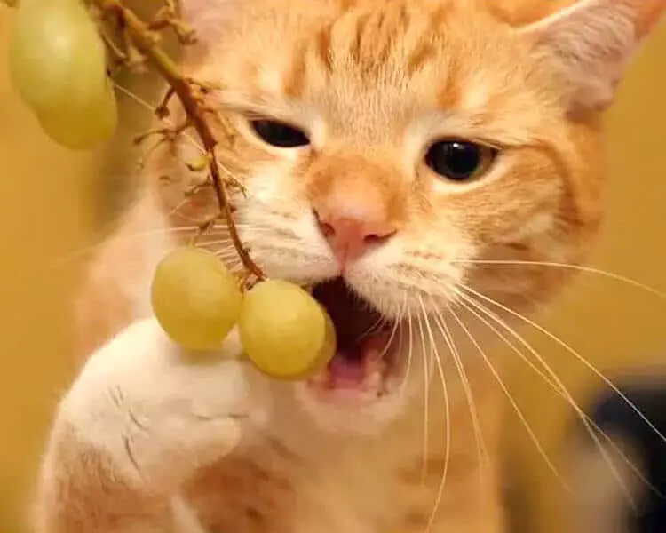 Can a cat eat grapes?
