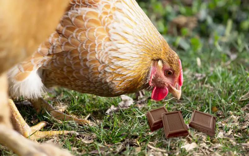 Don't feed Chickens chocolate 