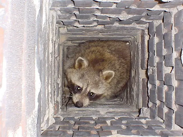 raccoons in the chimney