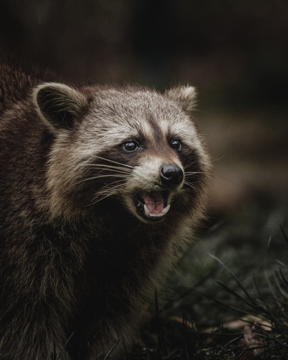 What to do if a raccoons bite you?