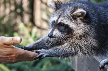Can humans spread diseases to raccoons?