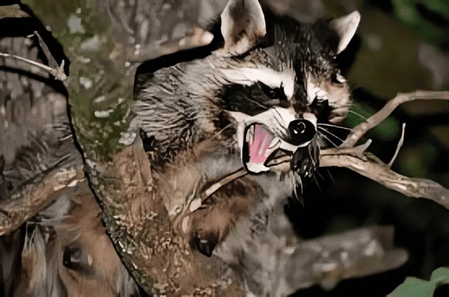 Are raccoons dangerous at night?
