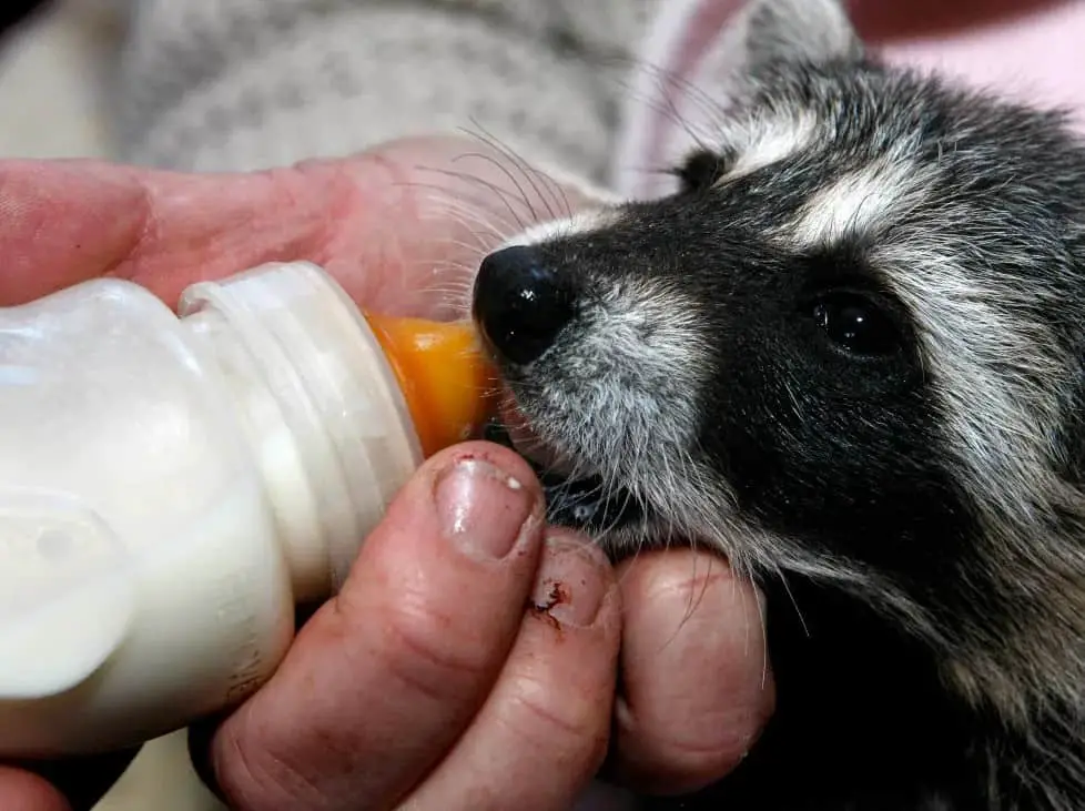 Can baby raccoon Drink Milk?