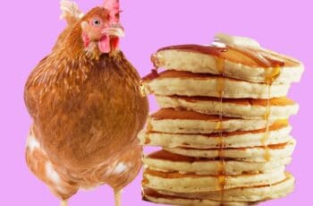 Can chickens eat pancakes?(+Video)