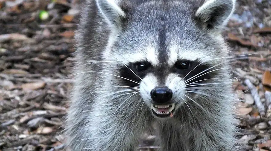 Are raccoons dangerous at night?