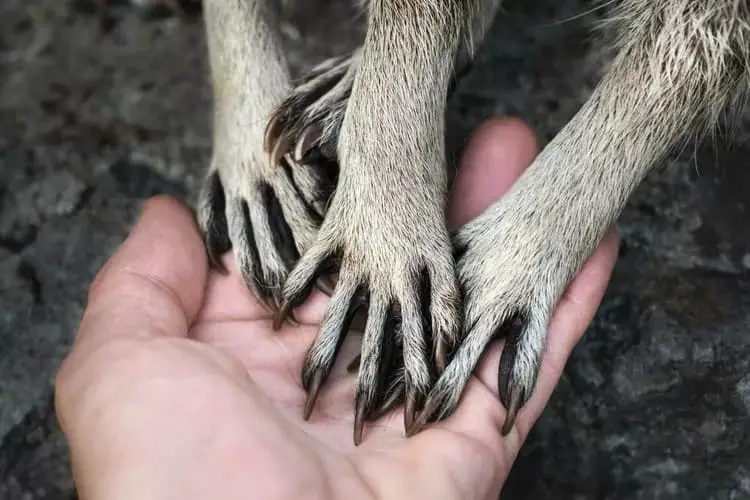Raccoons Hands 
