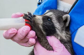 Can baby raccoon Drink Milk? Raccoon breastfeed? Cow milk?