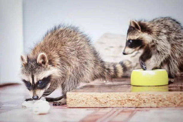 Can raccoons eat cheese?