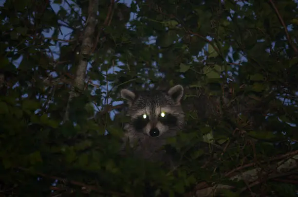 
Are raccoons dangerous at night?
