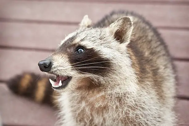 Why Do raccoons attack? 