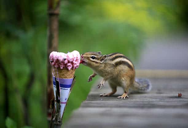 Can squirrels eat ice cream?