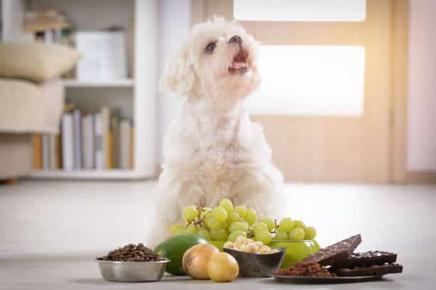 Can dogs eat onions?