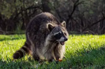 Why do raccoons attack?