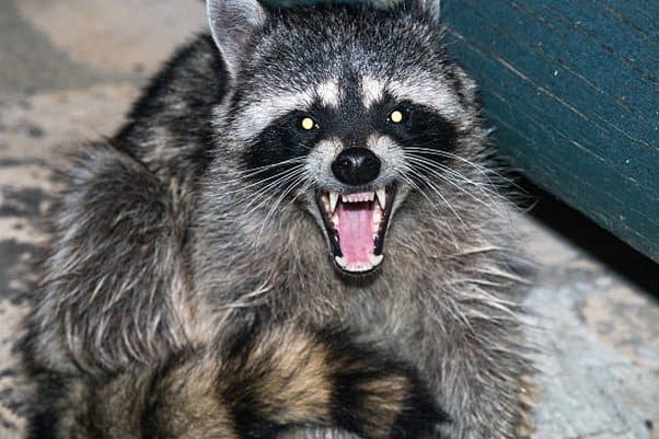 What to do if a raccoons bite you?